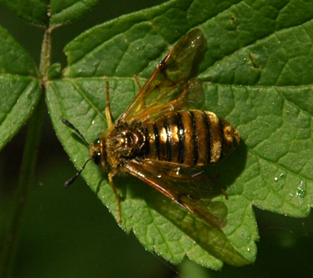 dorato Sinfito! (Cimbicidae)